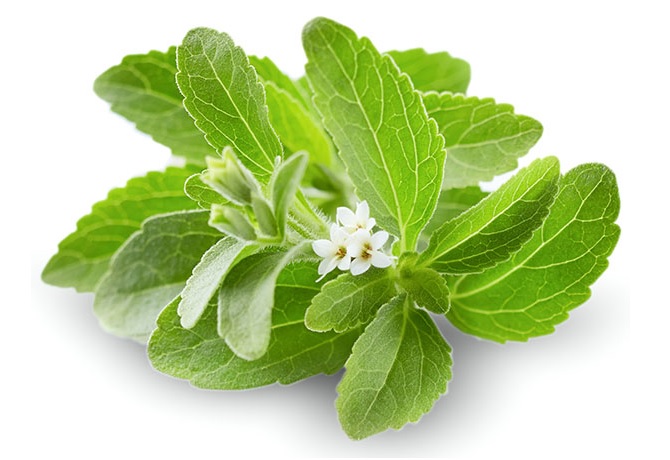 le stevia