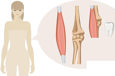 le role du calcium