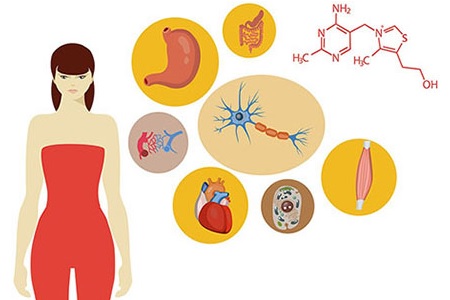 le role de la vitamine b1