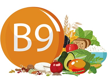 la vitamine B9 (acide folique)